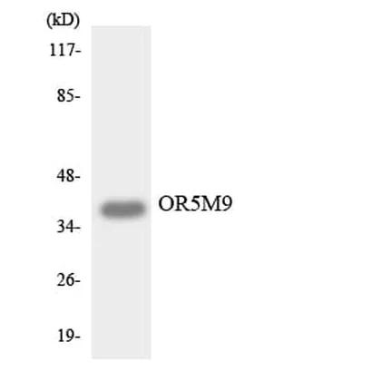 Antibodie to-OR5M9 
