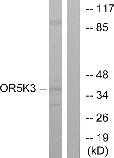 Antibodie to-OR5K3 