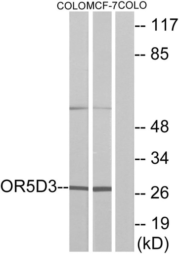 Antibodie to-OR5D3 