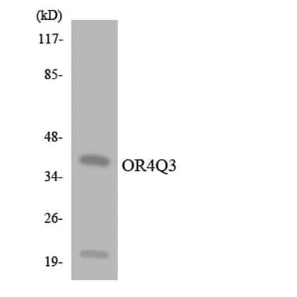 Antibodie to-OR4Q3 