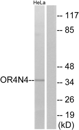 Antibodie to-OR4N4 