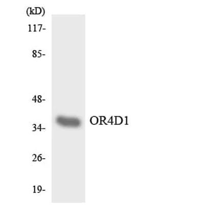 Antibodie to-OR4D1 