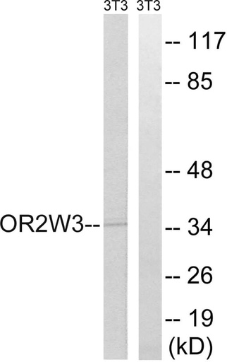Antibodie to-OR2W3 