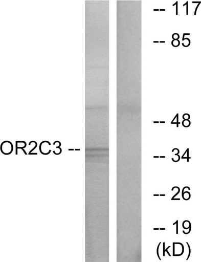 Antibodie to-OR2C3 