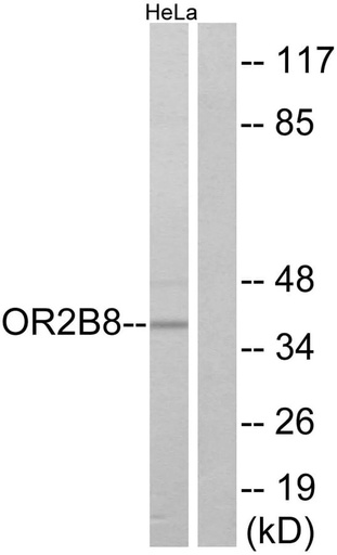 Antibodie to-OR2B8 