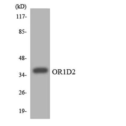 Antibodie to-OR1D2 