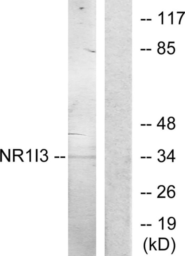 Antibodie to-NR1I3 