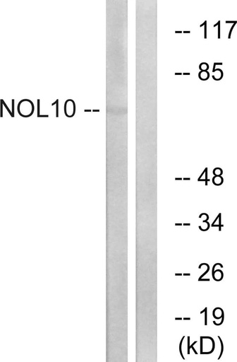 Antibodie to-NOL10 