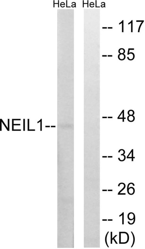Antibodie to-NEIL1 