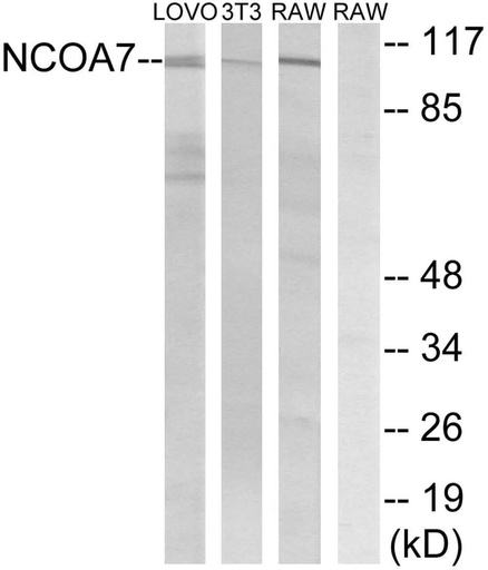 Antibodie to-NCOA7 