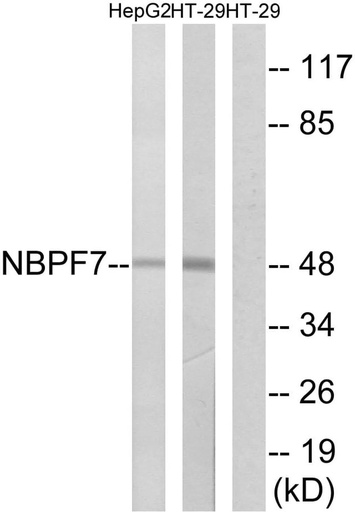 Antibodie to-NBPF7 