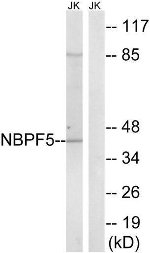 Antibodie to-NBPF5 