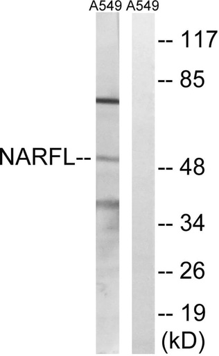 Antibodie to-NARFL 