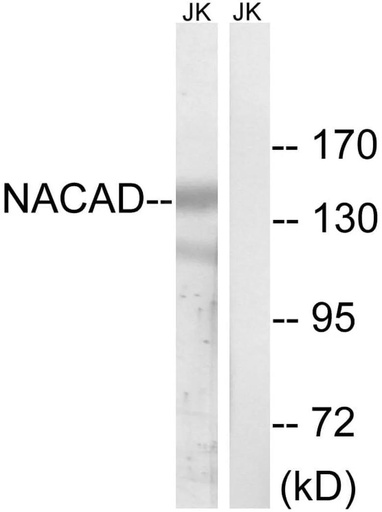 Antibodie to-NACAD 