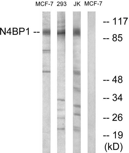Antibodie to-N4BP1 