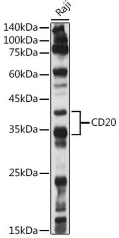 Antibodie to-MS4A1 