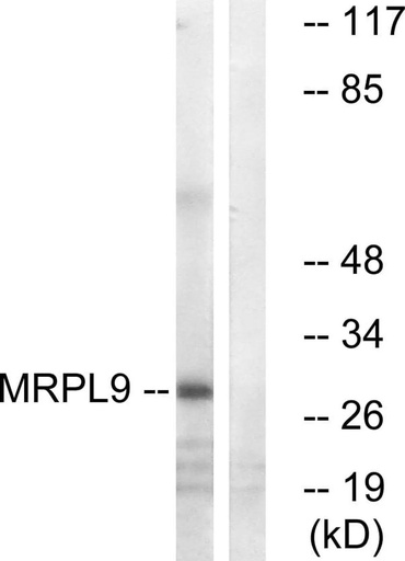 Antibodie to-MRPL9 