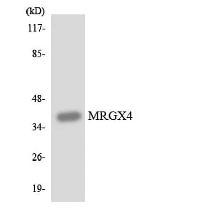 Antibodie to-MRGX4 