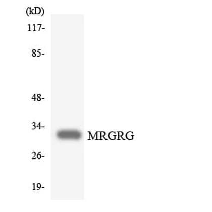 Antibodie to-MRGRG 