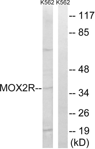 Antibodie to-MOX2R 