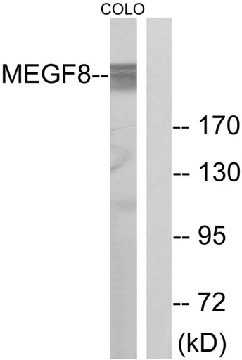 Antibodie to-MEGF8 