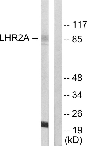 Antibodie to-LHR2A 