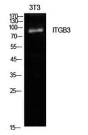 Antibodie to-ITGB3 