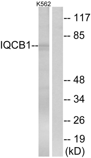 Antibodie to-IQCB1 