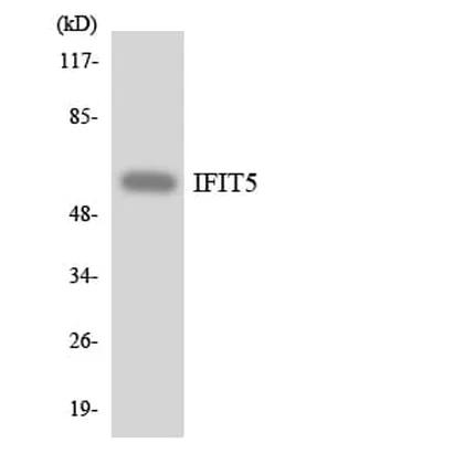 Antibodie to-IFIT5 