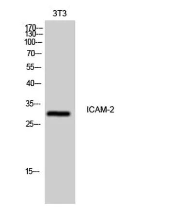 Antibodie to-ICAM2 