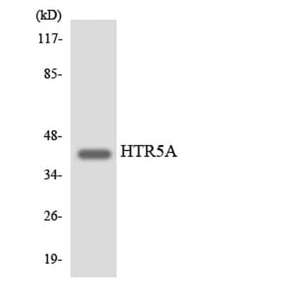 Antibodie to-HTR5A 
