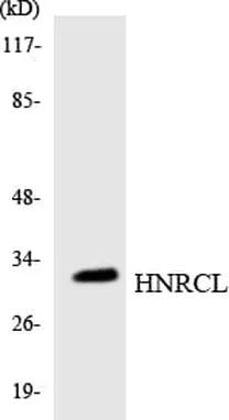 Antibodie to-HNRCL 