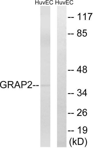 Antibodie to-GRAP2 