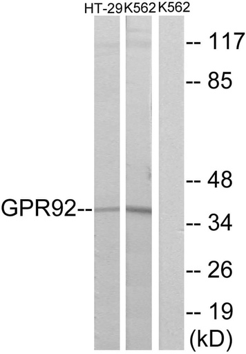 Antibodie to-GPR92 