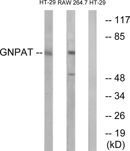 Antibodie to-GNPAT  - Identical to Abcam (ab75060)
