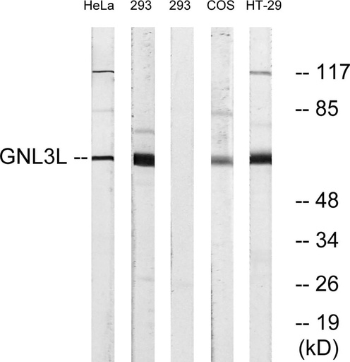 Antibodie to-GNL3L 
