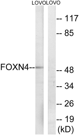 Antibodie to-FOXN4 
