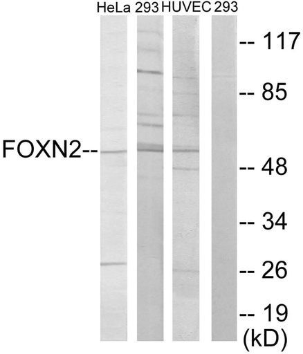 Antibodie to-FOXN2 