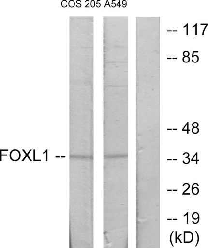 Antibodie to-FOXL1 