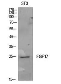 Antibodie to-FGF17 
