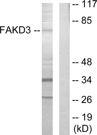 Antibodie to-FAKD3 