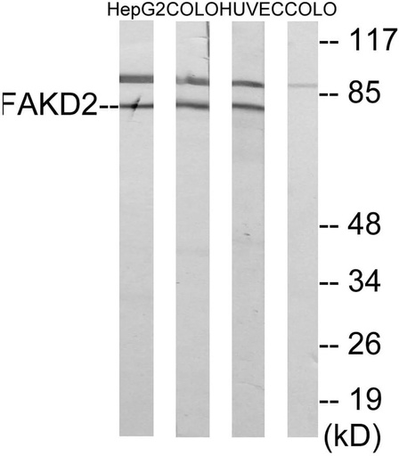 Antibodie to-FAKD2 