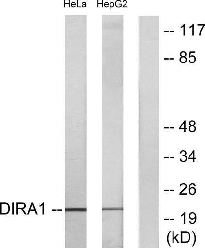 Antibodie to-DIRA1 