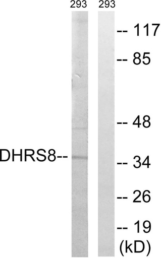 Antibodie to-DHRS8 