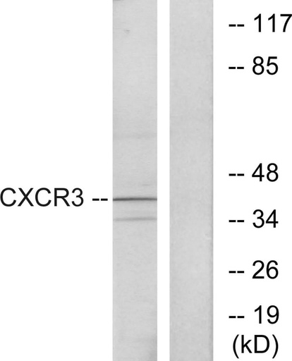 Antibodie to-CXCR3 