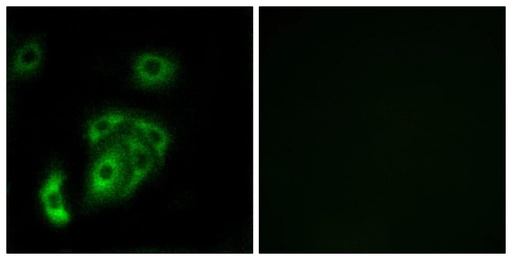 Antibodie to-CNTN5  - Identical to Abcam (ab196617)