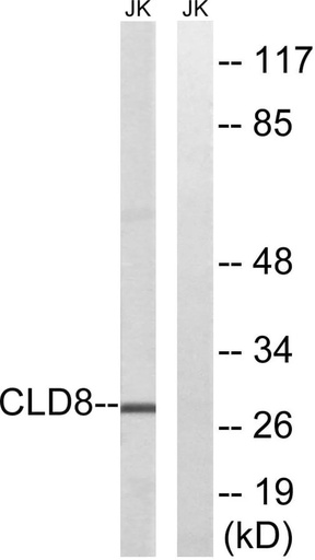 Antibodie to-CLDN8 