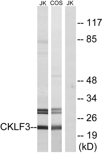 Antibodie to-CKLF3 