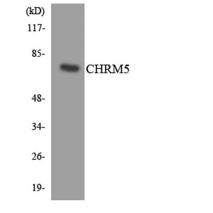 Antibodie to-CHRM5 