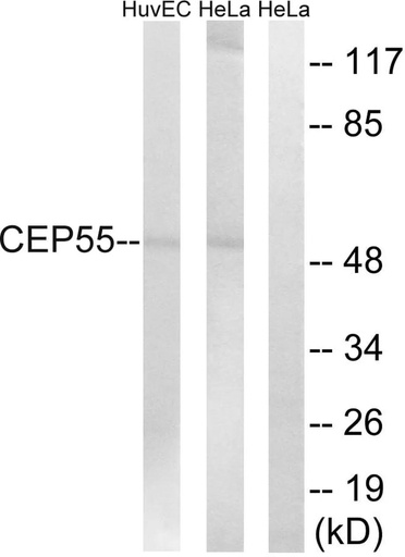 Antibodie to-CEP55 